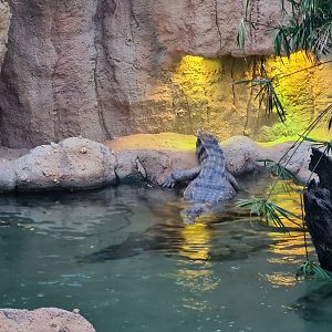 Africa - African slender-snouted crocodile getting into the water