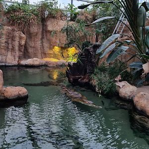 Africa - African slender-snouted crocodile enclosure