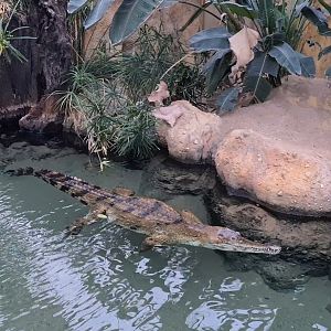 Africa - African slender-snouted crocodile