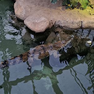 Africa - African slender-snouted crocodile