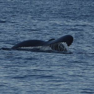 Megaptera novaeangliae kuzira