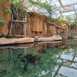Africa - Nile crocodile enclosure in Crocodile river greenhouse