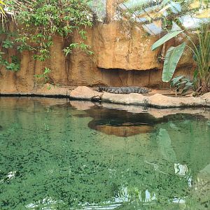 Africa - Nile crocodile enclosure in Crocodile river greenhouse