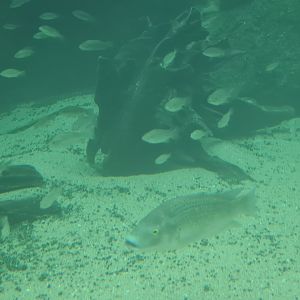 Africa - Mozambique tilapias in Nile crocodile enclosure