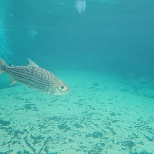 Africa - Common African tigerfish in Nile crocodile enclosure