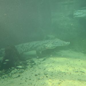 Africa - Nile crocodile underwater