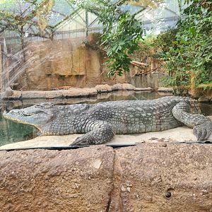 Africa - Nile crocodile in the Crocodile river greenhouse