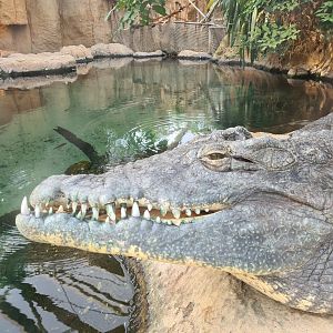 Africa - Nile crocodile in the Crocodile river greenhouse