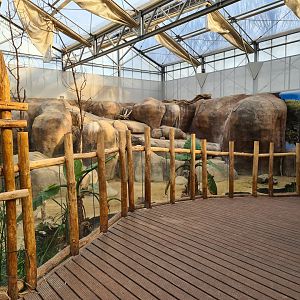 Africa - Cape rock hyrax viewing point