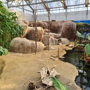 Africa - Cape rock hyrax enclosure