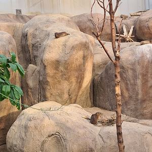 Africa - Cape rock hyraxes in Crocodile river