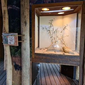 Africa - Migratory locust terrarium in Crocodile river