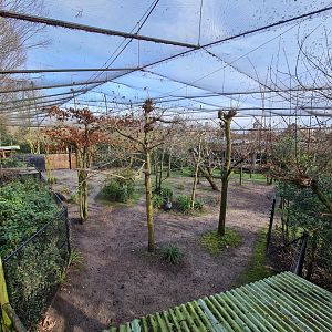 Africa - Okapi aviary general view