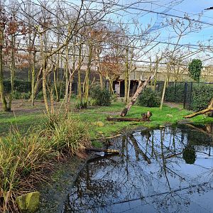Africa - First Okapi yard in Okapi aviary