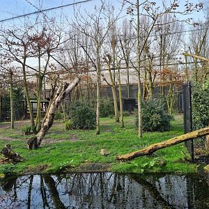 Africa - First Okapi yard in Okapi aviary