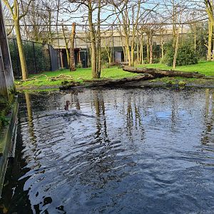 Africa - Diving bee-eaters in Okapi aviary