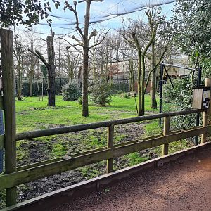 Africa - Okapi viewing point in Okapi aviary