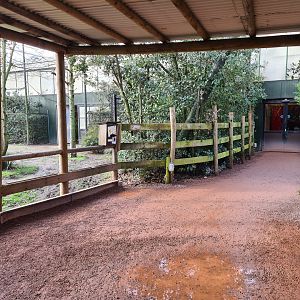 Africa - Okapi viewing point in Okapi aviary
