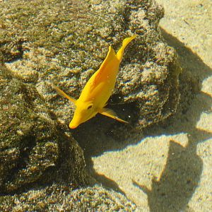 Zebrasoma flavescens