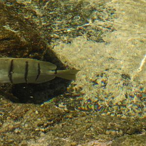 Acanthurus triostegus
