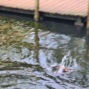 Africa - Diving Northern carmine bee-eater in Okapi aviary