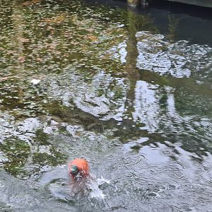 Africa - Diving Northern carmine bee-eater in Okapi aviary