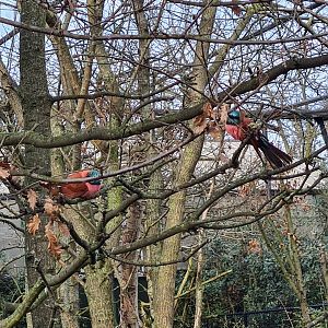 Africa - Northern carmine bee-eaters