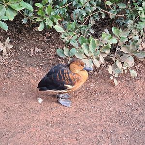 Africa - Fulvous whistling-duck in Okapi aviary