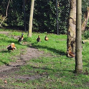 Africa - Various ducks in Okapi aviary