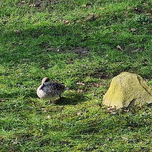 Africa - Marbled teal in Okapi aviary