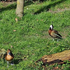Africa - Fulvous and White-faced whistling-duck in Okapi aviary
