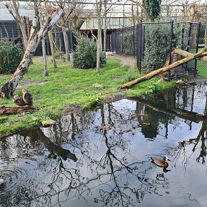 Africa - Okapi aviary general view