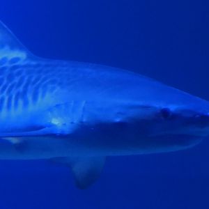 Adolescent Galeocerdo cuvier