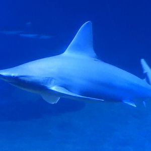 Carcharhinus plumbeus