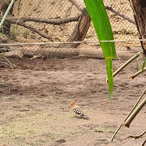 Africa - Euasian hoopoe in Congo greenhouse