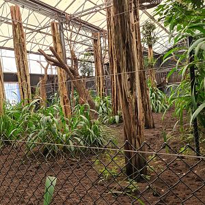 Africa - Okapi indoor habitat