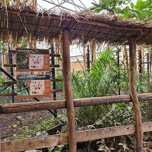 Africa - Okapi indoor viewing