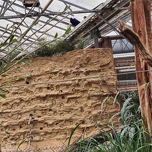Africa - Bee-eater wall in Congo greenhouse