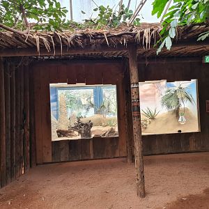 Africa - Meerkat indoor habitat viewing in Congo greenhouse