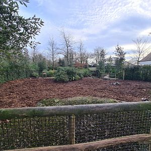 Africa - Red River hog enclosure