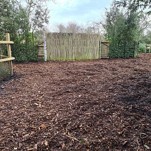 Africa - Red River hog enclosure