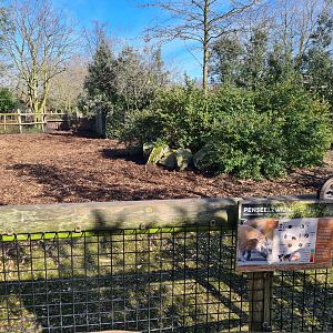 Africa - Red River hog enclosure