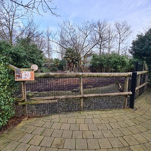 Africa - Red forest buffalo enclosure
