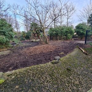 Africa - Red forest buffalo enclosure