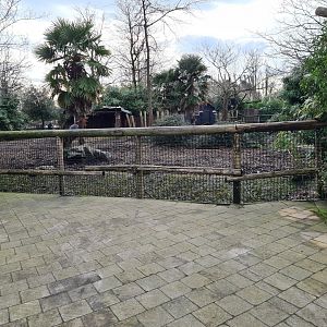 Africa - Red forest buffalo enclosure