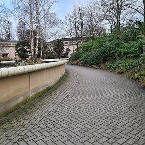 Africa - Walkway past Eastern Black rhinoceros