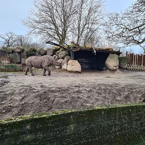 Africa - Eastern Black rhinoceros