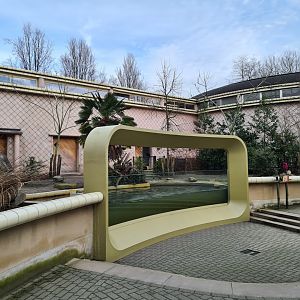 Africa - Western Pygmy hippopotamus enclosure