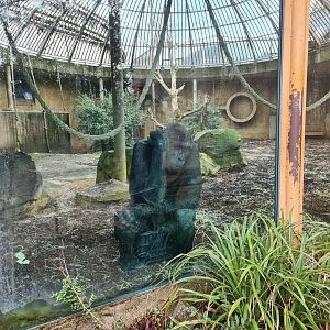 Africa - Western lowland gorilla (Thabo)