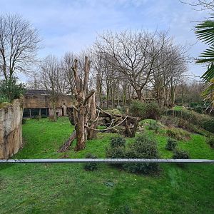 Africa - Gorilla valley